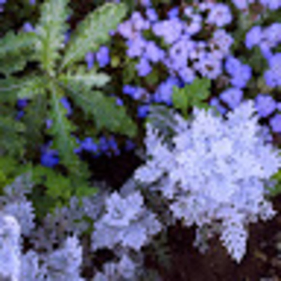 Meet your Posher, Rachel - Picture 1 of 1